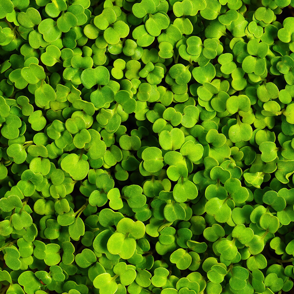 Vitamin B Komplex – Wirkung