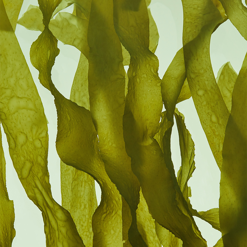 Kelp – reich an Jod