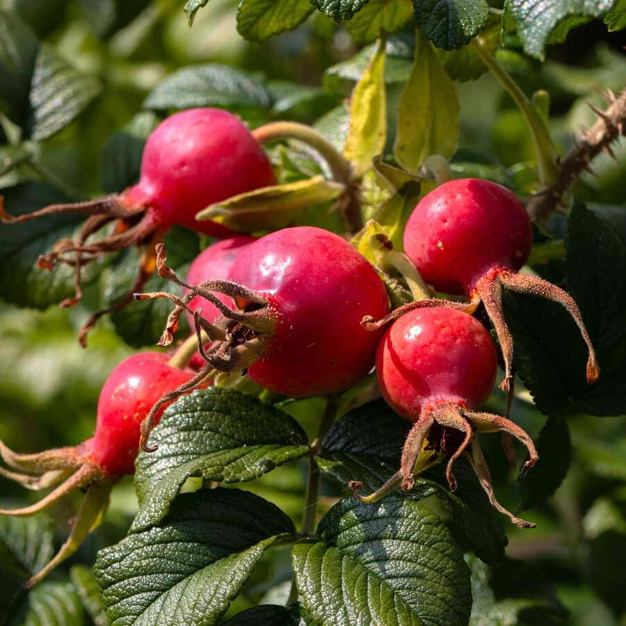 Immun Komplex – Wirkung