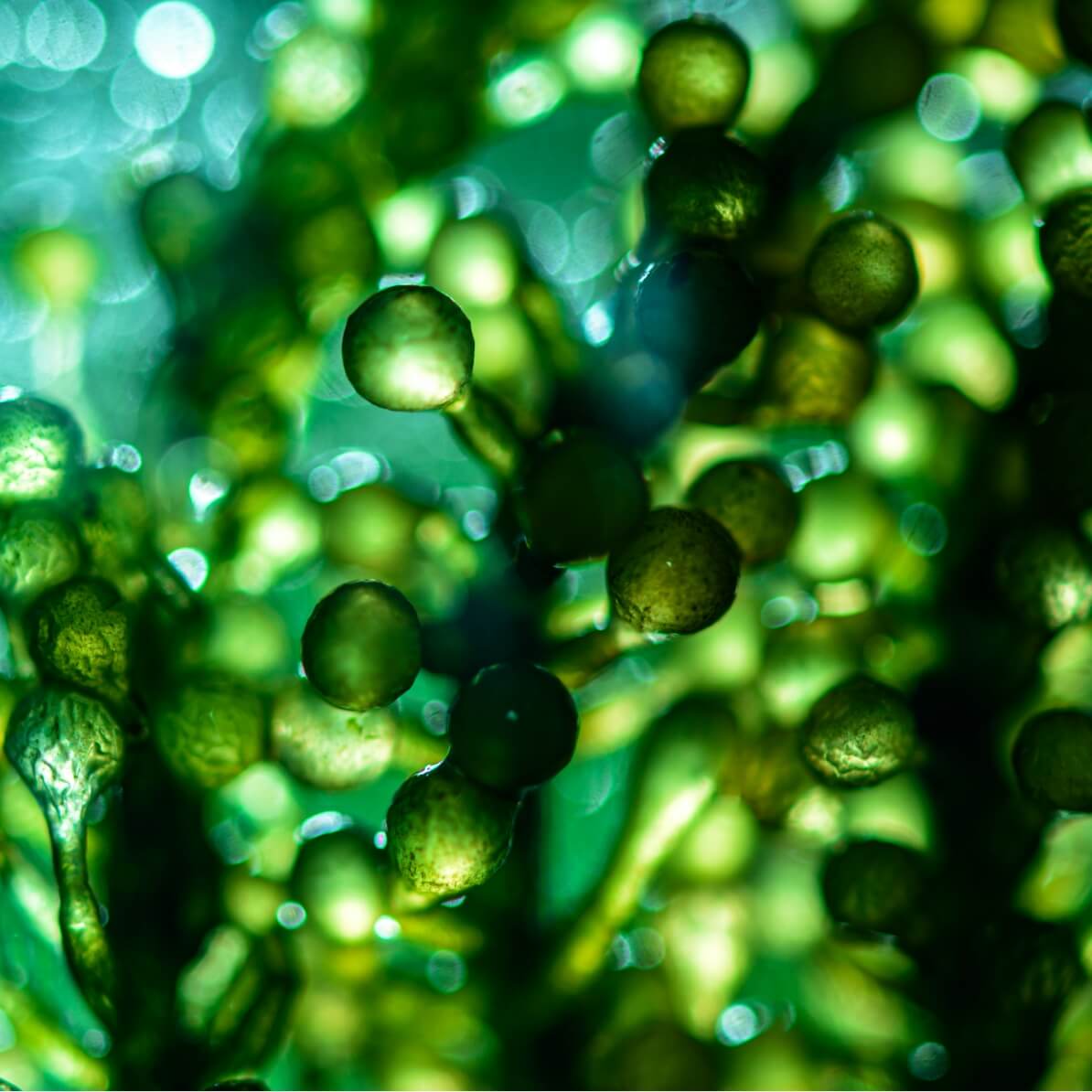 Astaxanthin Nährwerte