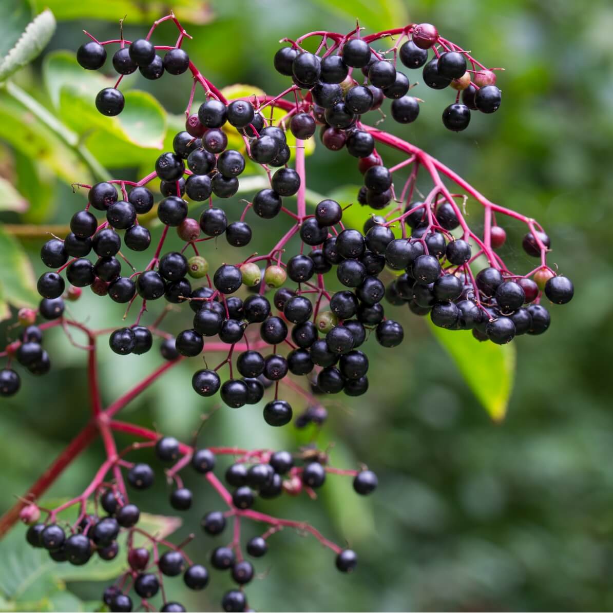 R-Alpha-Liponsäure Wirkung